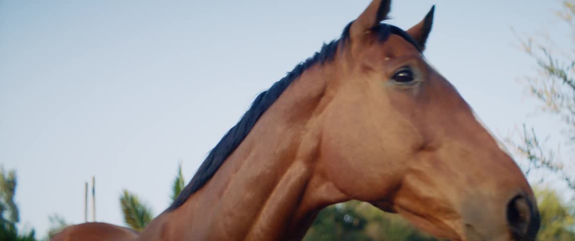 A horse is on a ranch in spring