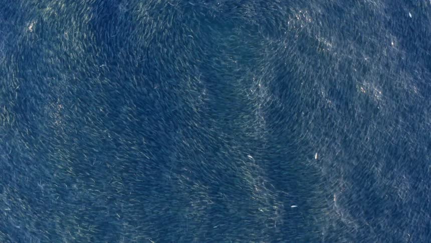 A bird is flying above the ocean