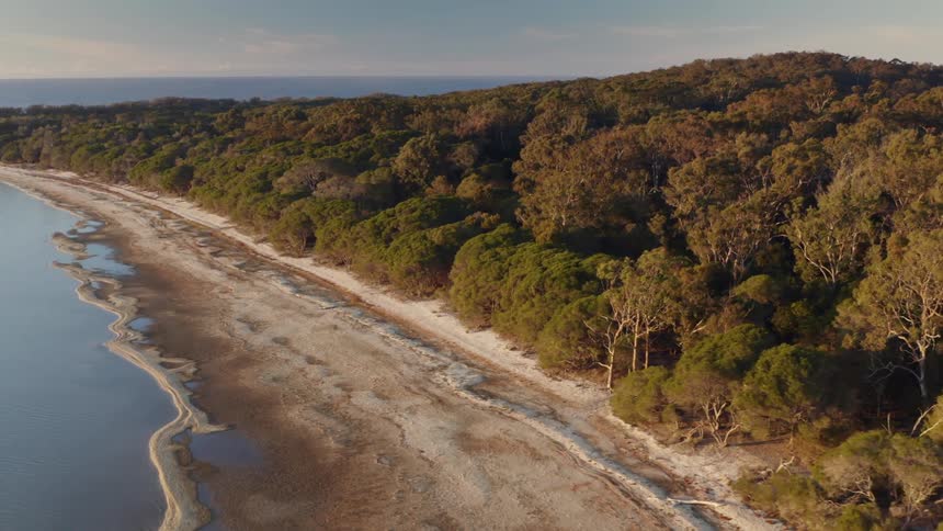 A beach on the edge of a thick forest during the day