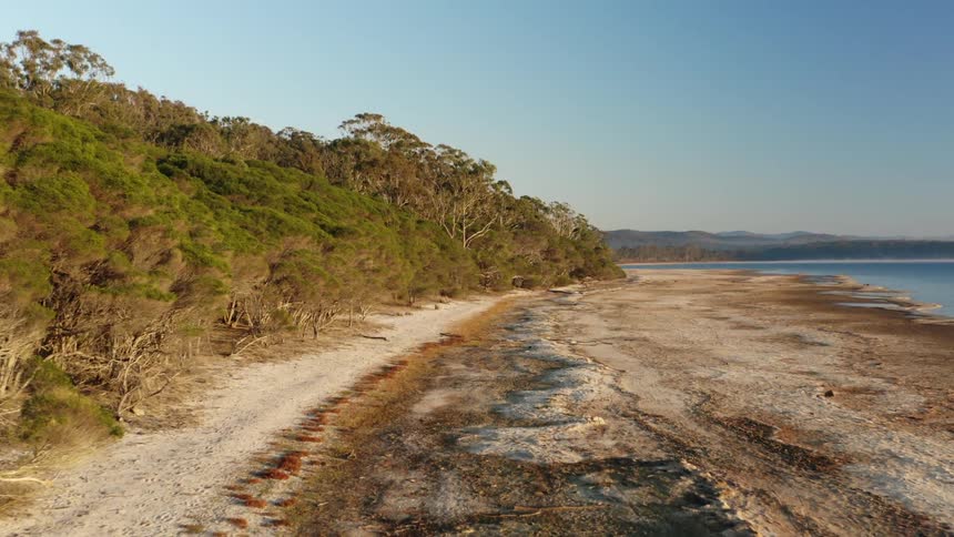 A beach of discolored sand bordering a forest on a sunny day