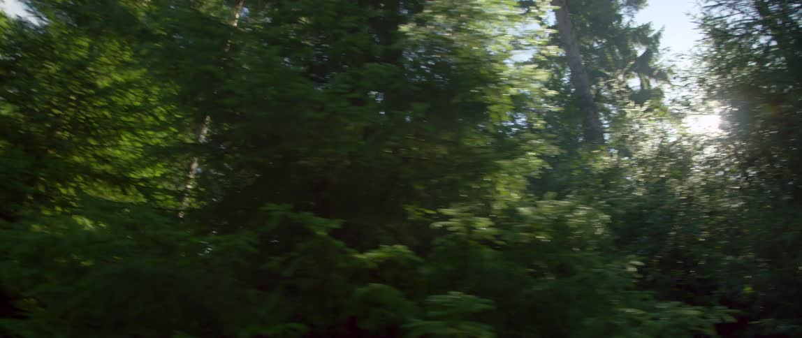 Trees in a forest are displayed in spring