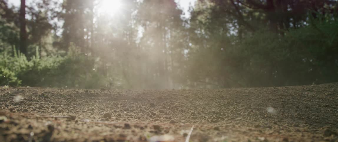 Small dust storm going through the forest