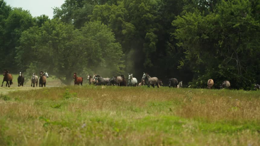 A herd of horses galloping in a grassy pasture on a summer day