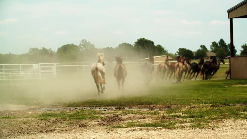 Herd of horses running together in pasture near stable