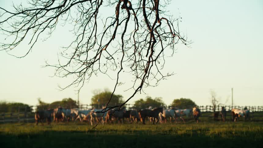 Dozens of horses graze and run in a field blocked with a wooden fence
