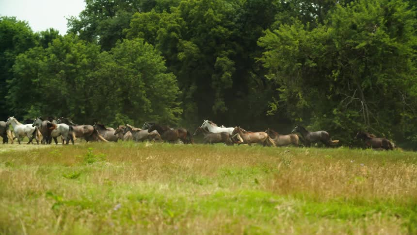 A large group of horses run through a grassland during the day