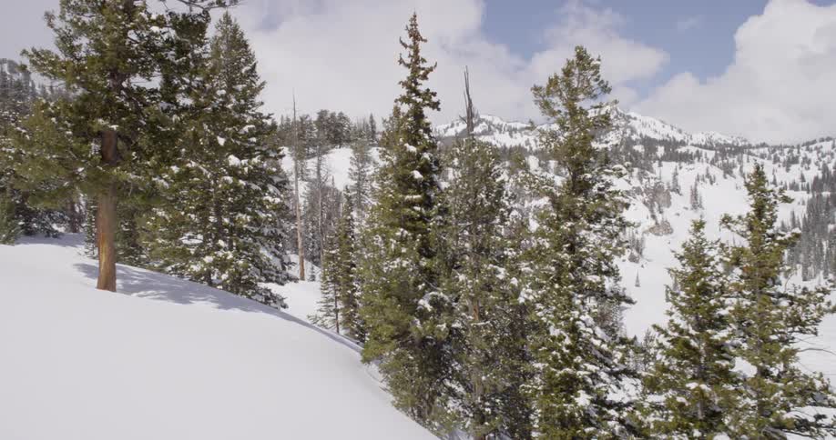 A hilly area has trees and snow all over