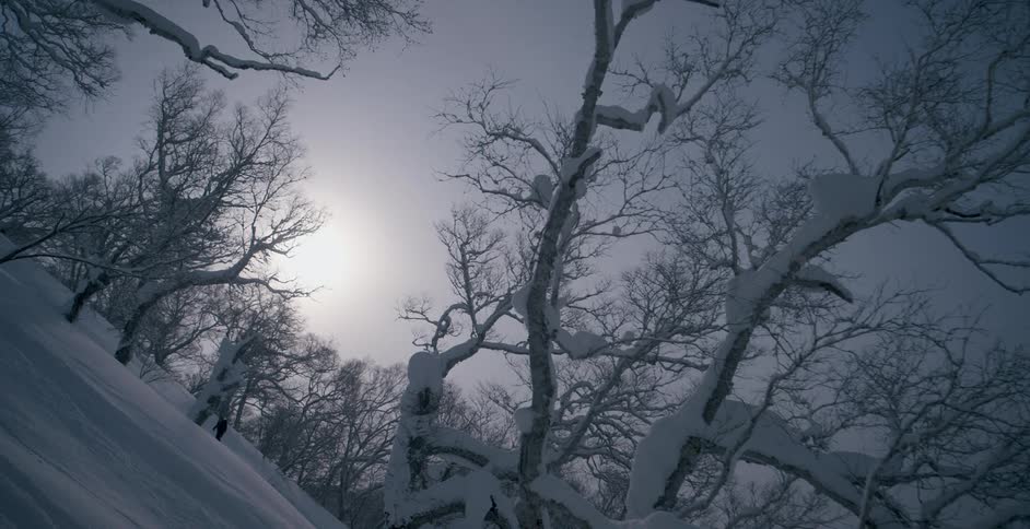 Snow covers leafless trees and ground under clear sky