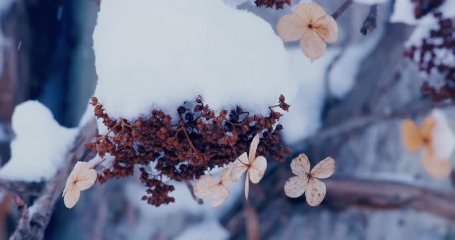 Snow falls around a branch with dead leaves and blossoms in winter