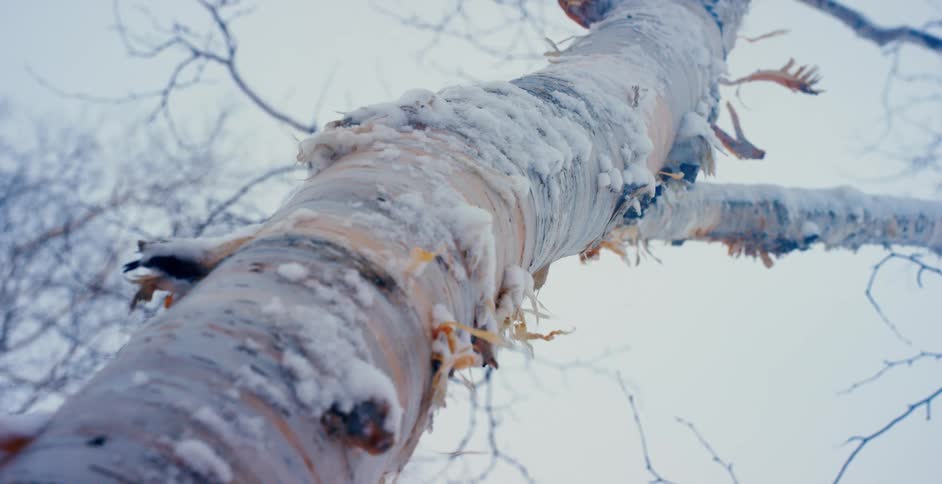 Snow is covering the bare tree