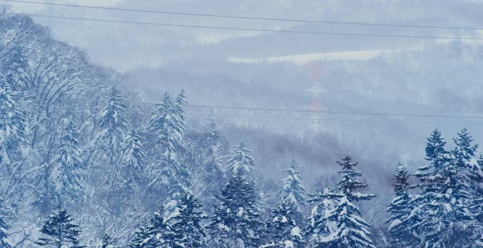Trees in a snow covered forest