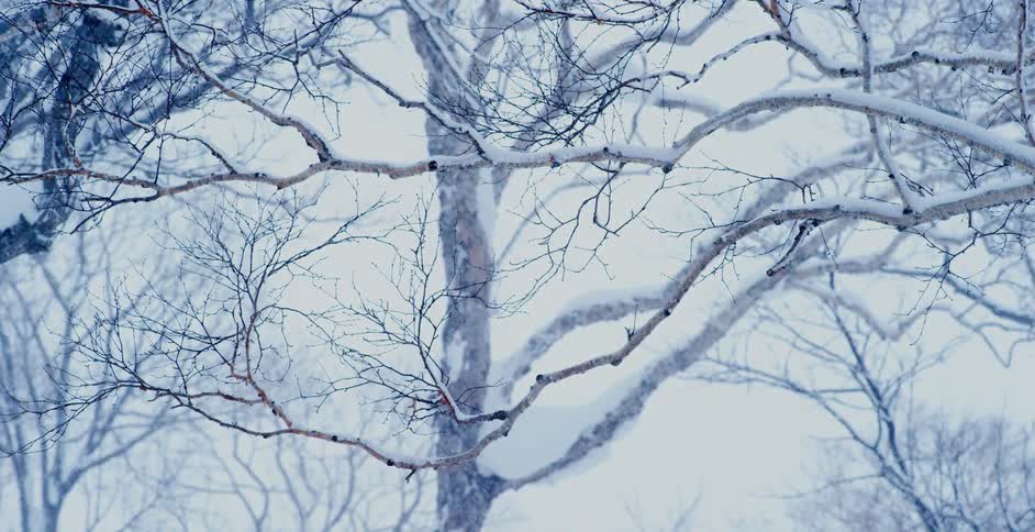A tree that has shed all its leaves on a snowy winter day