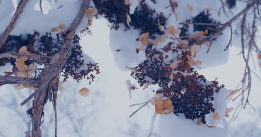 Plants berries and flowers are covered in snow as it continue to snow