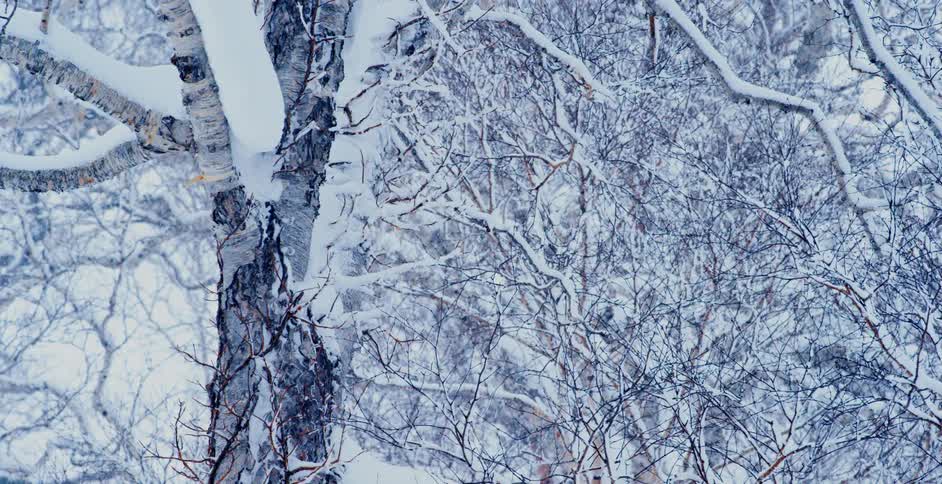 Its snowing in the forest during midday