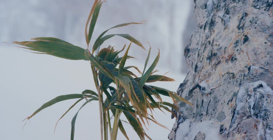 A plant with leaves next to a tree with snow falling