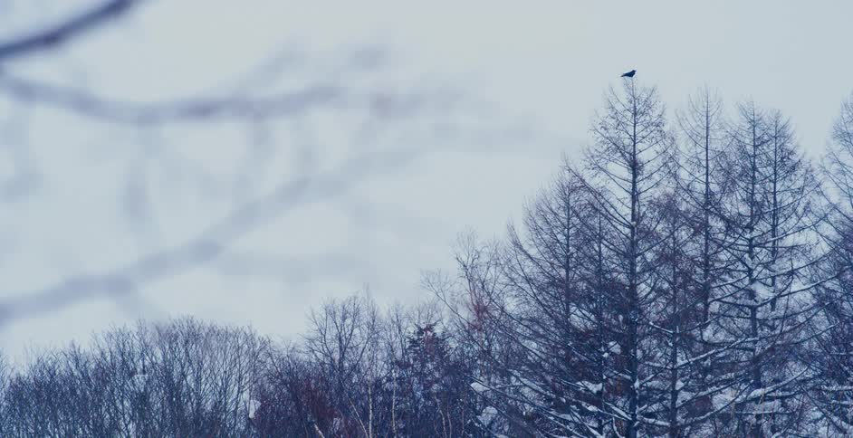A bird perched on top of a bare tree in winter