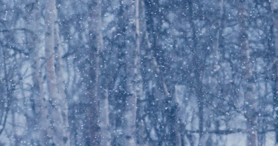 Small snow flakes fall from the sky in the woods