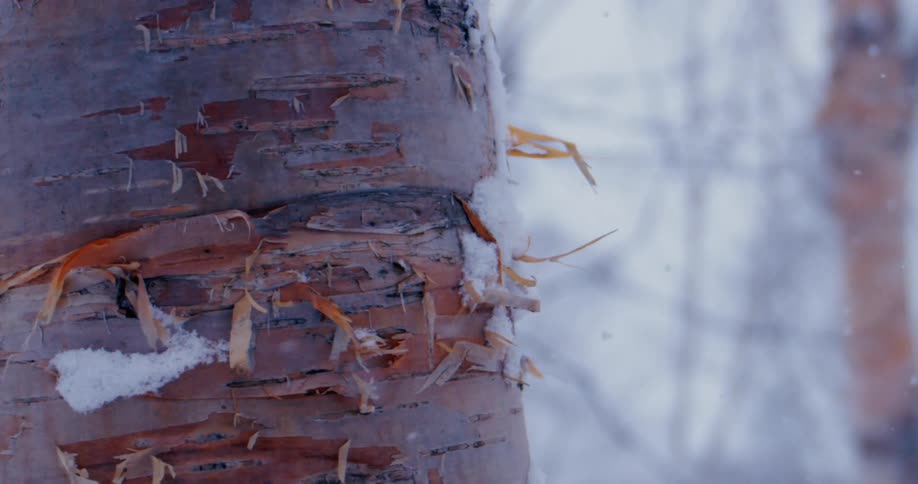 A tree trunk with snow with the sky in the background