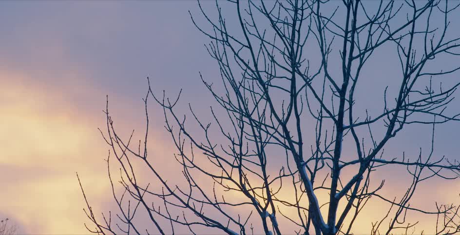 Trees with branches with the sky and clouds in the background