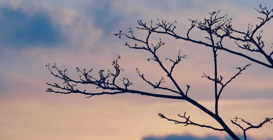 Buds on a tree branch