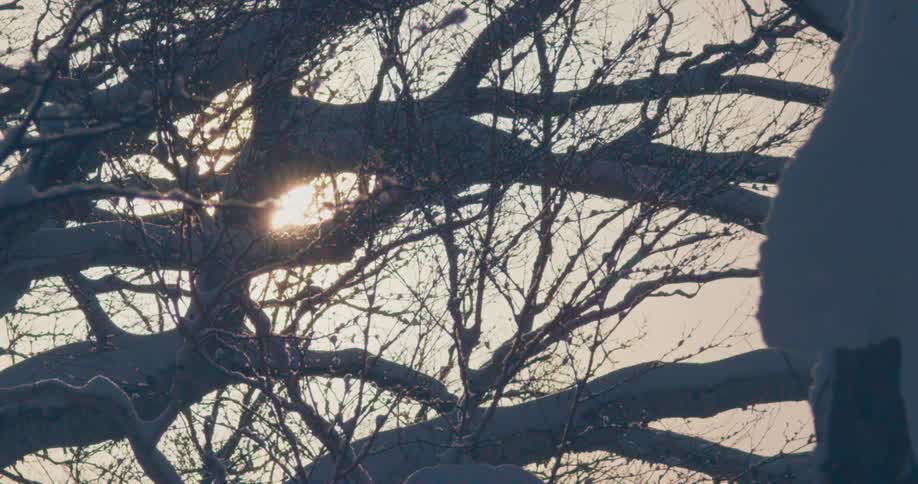 The sun shines through snow covered branches