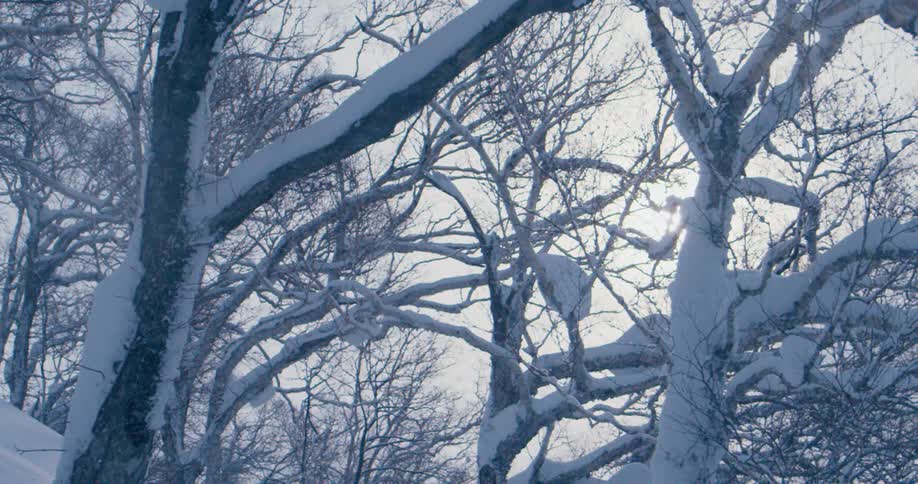 Trees covered with snow and snow falling