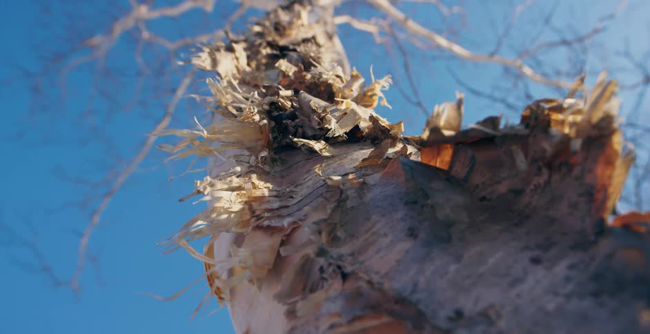 Wind blowing through frayed bark on a bare tree