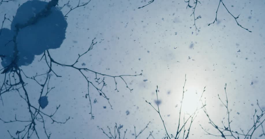 Snow falls through bare tree branches against cloudy sky