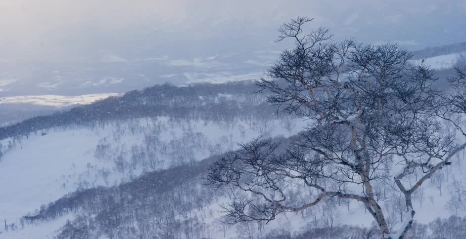 Snow falling in a forest area