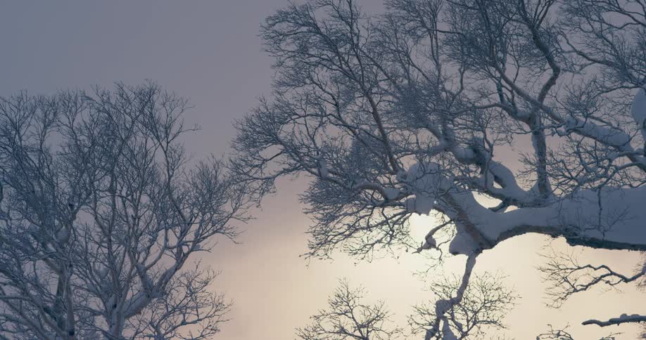 Trees with branches covered in snow with the sky and clouds in the background