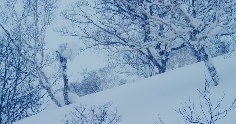Snow falls onto leafless trees on slope