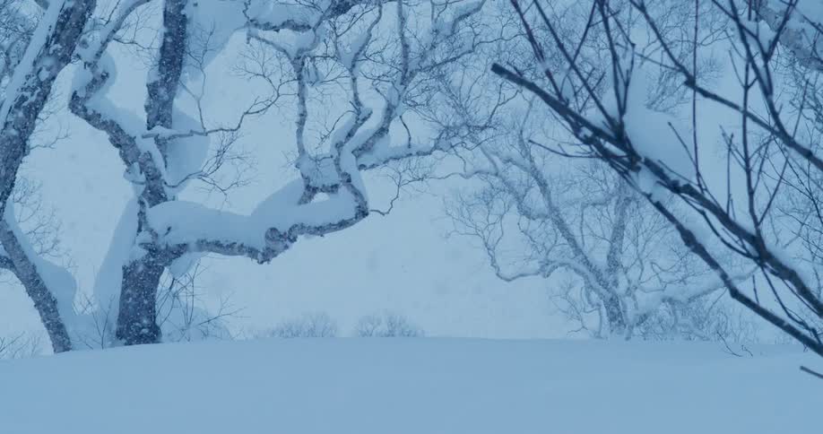 Its snowing in the forest at daytime
