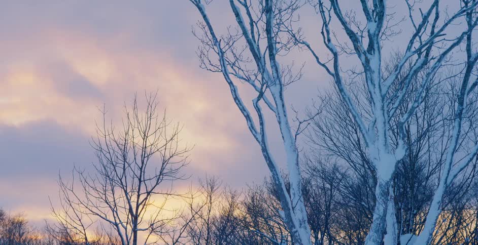 Snow covers trees under cloudy sky showing multiple colors