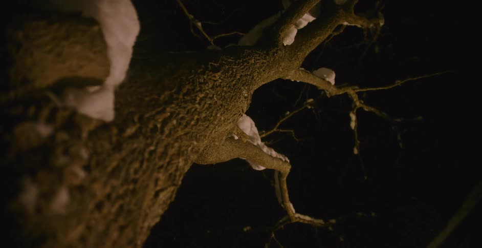 A tree with no leaves under a dark sky on a snowy night