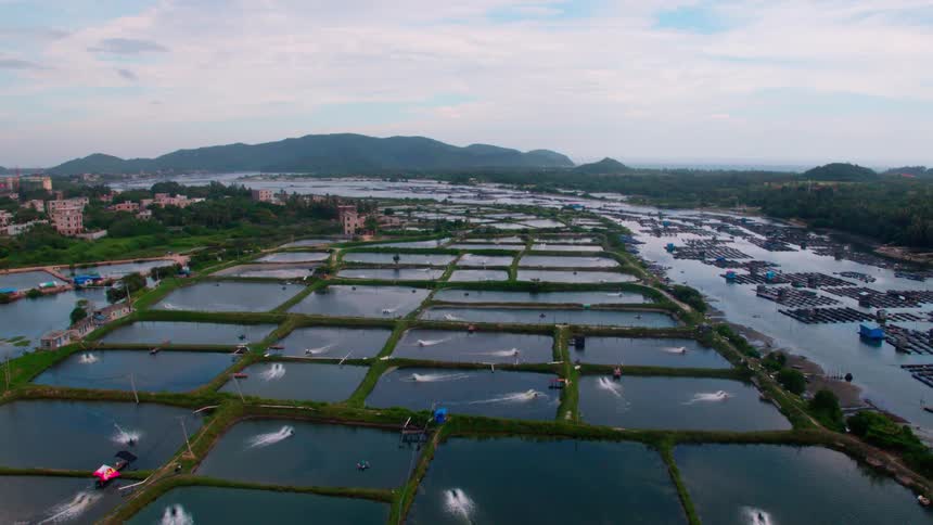 Aerial view of a large-scale fish farm in rural China