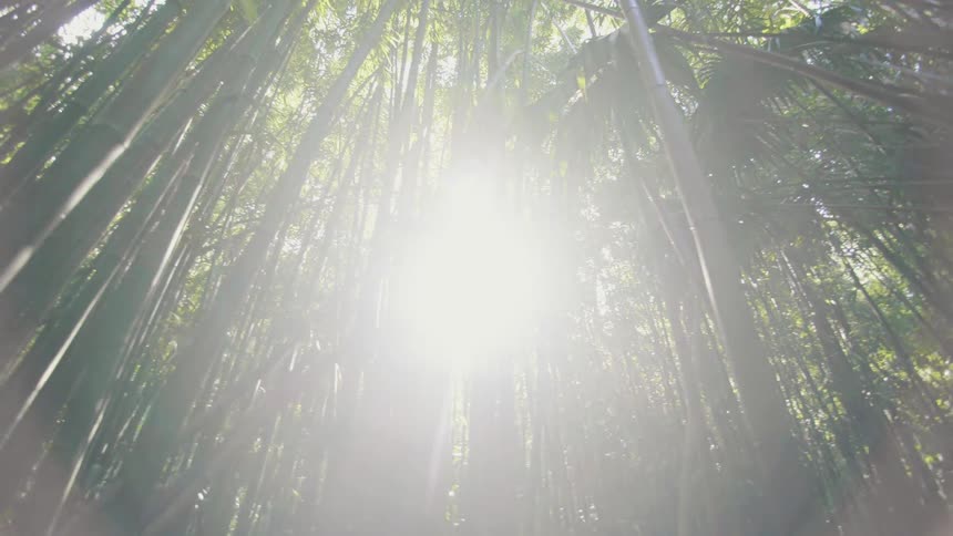 Temperate broadleaf and mixed forest with tall trees and bamboos