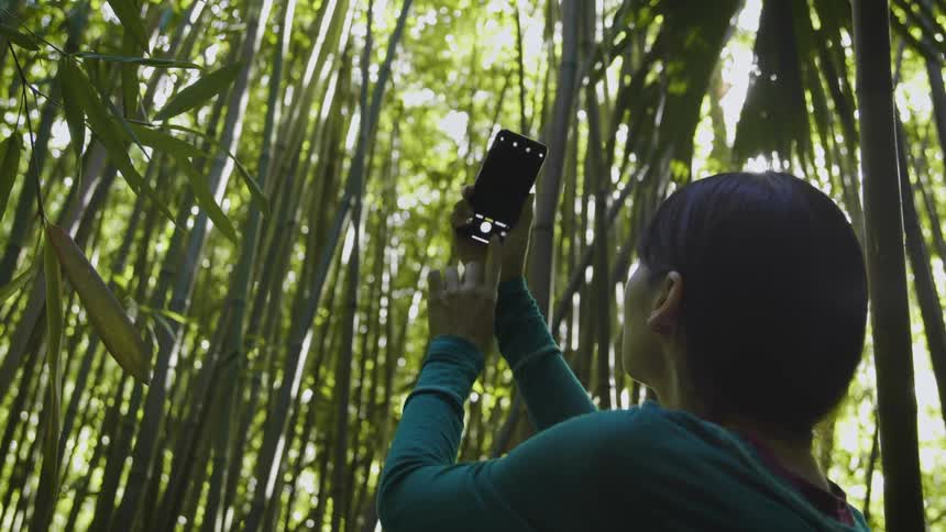 A woman standing in a bamboo forest takes pictures of her surroundings with a smartphone