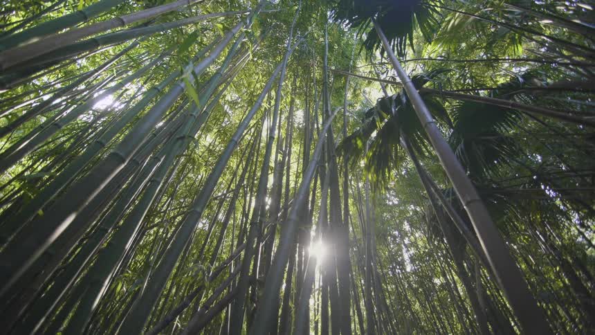 Temperate broadleaf and mixed forest with tall trees and bamboos