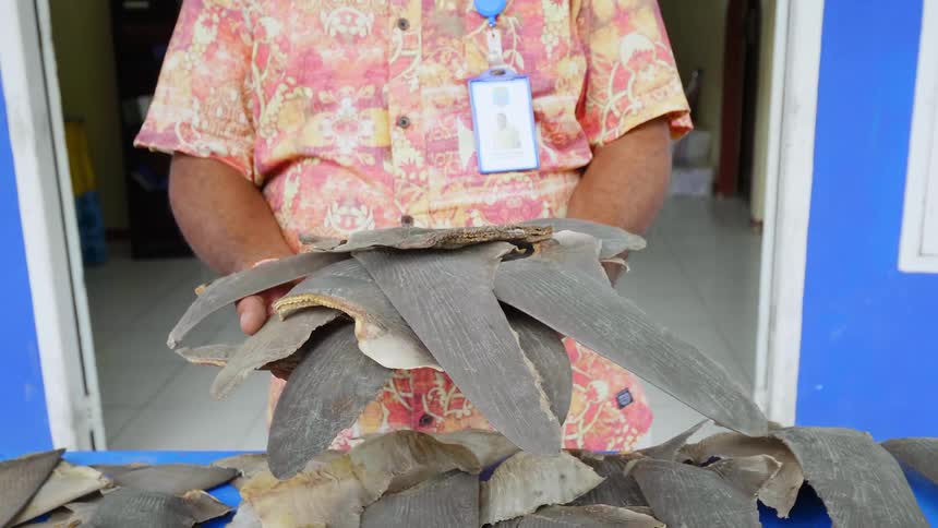 A man shows a large amount of shark fins