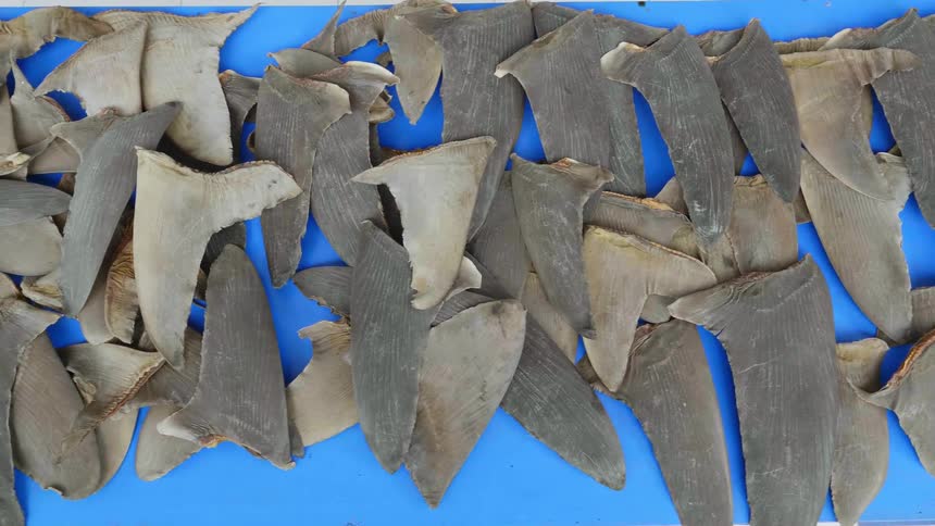 Many large shark fins on table