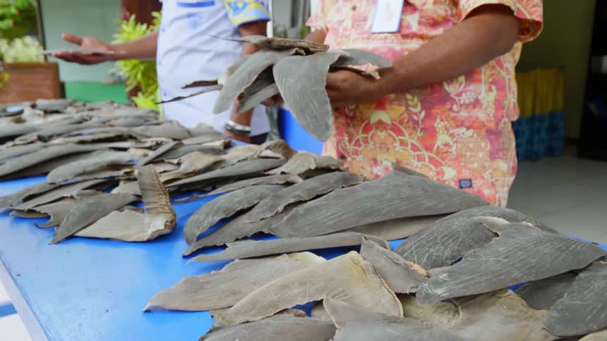People standing next to a table with shark fins