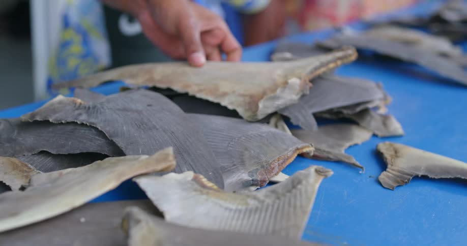 People wearing hawaiian shirts place shark fins on table with blue tablecloth