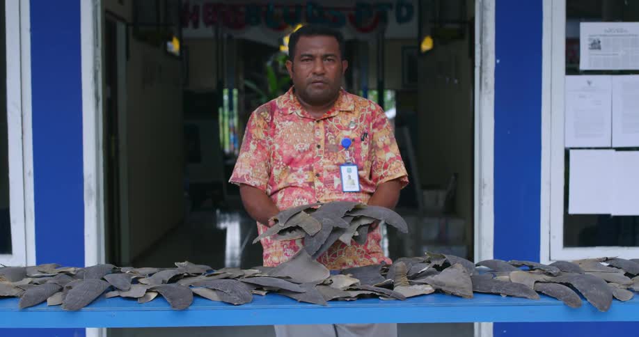 A man holds shark fins