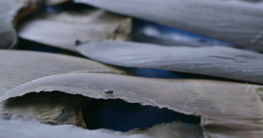 A fly crawling on a dried shark fin