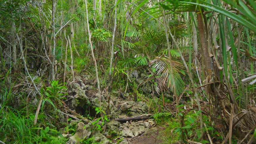 A jungle with trees and plants