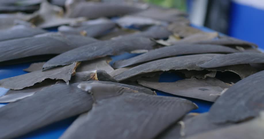 Confiscated shark fins displayed