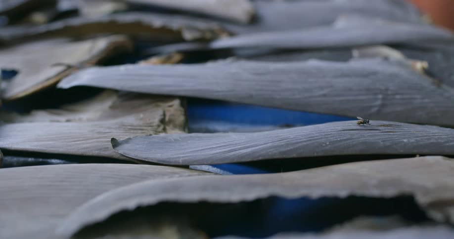 Flies land on shark fins sitting on a blue table