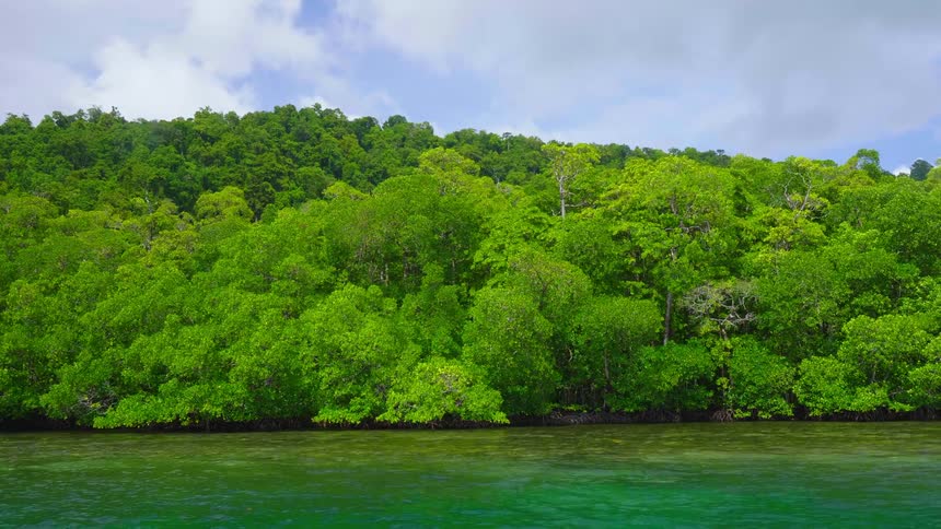 A bright green forest island near water