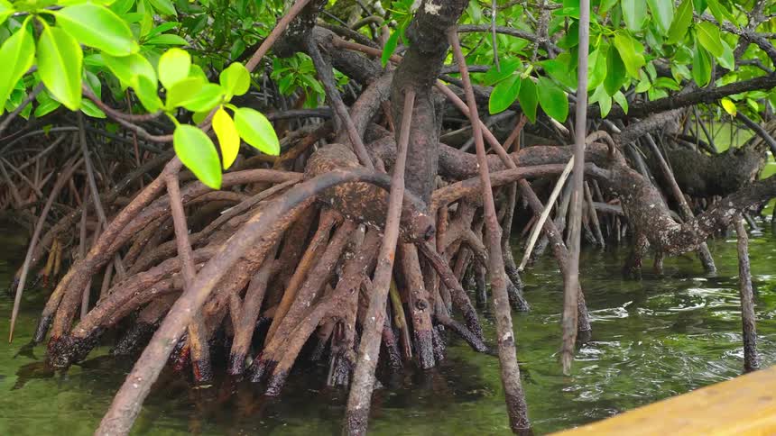 A tree with many roots growing in a river