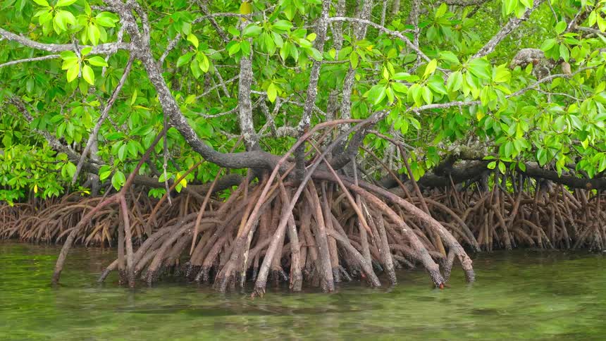 A view of a tree growing out of a river